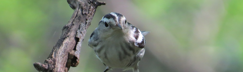 Black-and-white Warbler - Nick Bayly