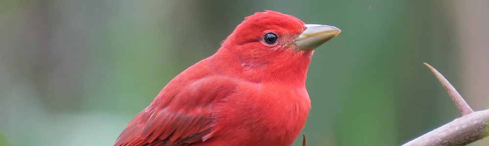 Summer Tanager_Nick Bayly